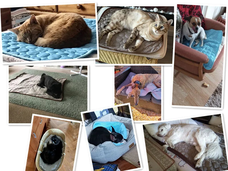 Alfombrilla Cooling XL para Mascotas — Transpirable Lavable